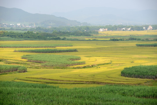 田野