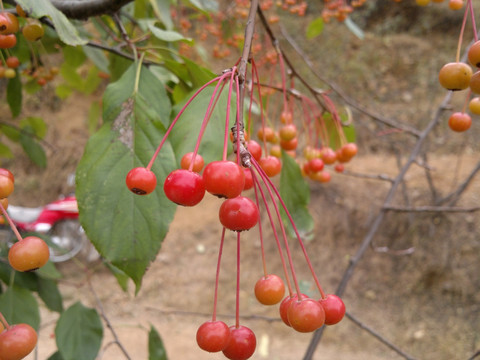 甜茶果