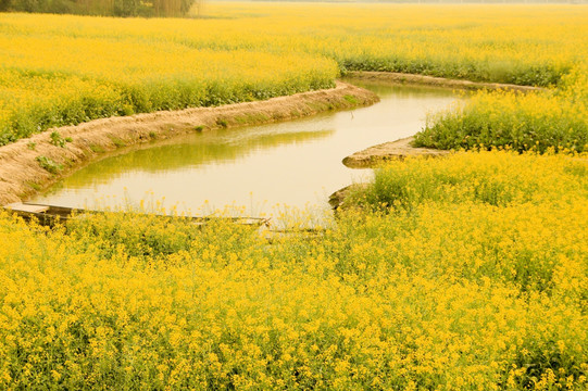 油菜花