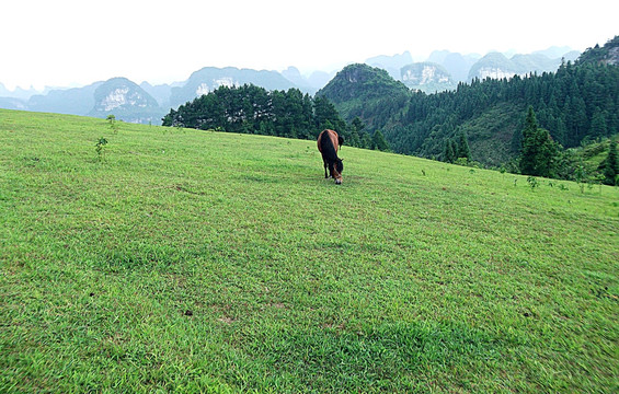 草地 马