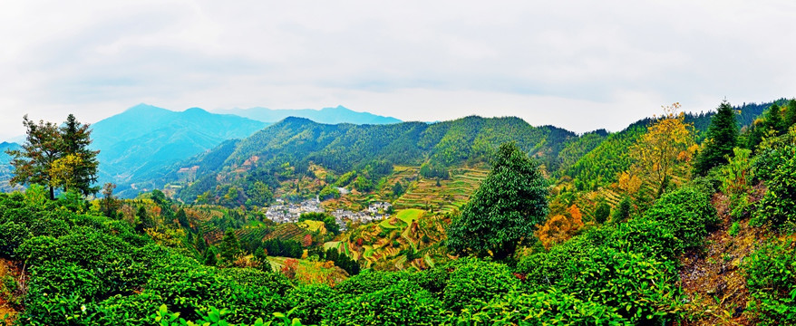 山村茶园秋色全景