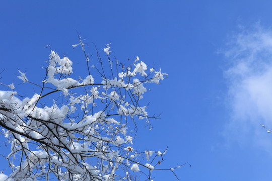 雪 蓝天 白云