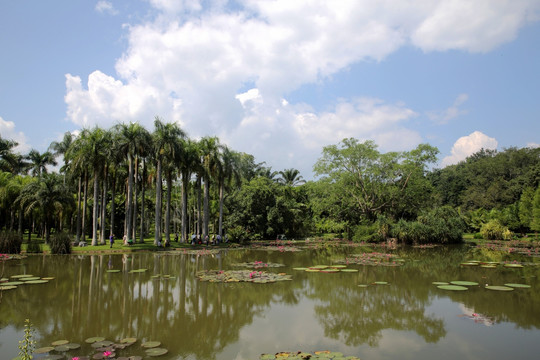 西双版纳热带植物园