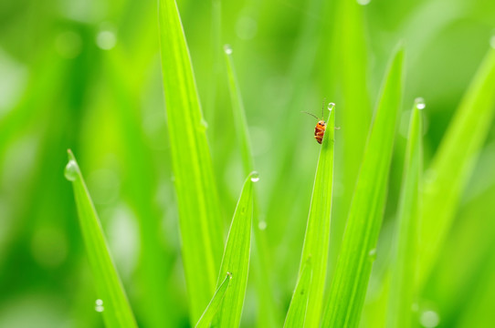 清新小草