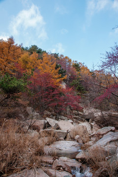 青岛秋韵