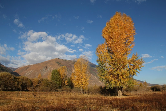 青藏高原秋天的白杨树