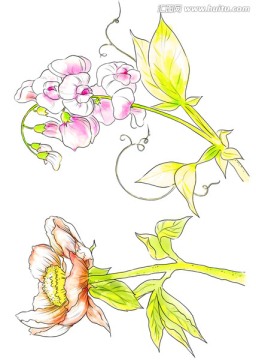 手绘插画 花卉素材