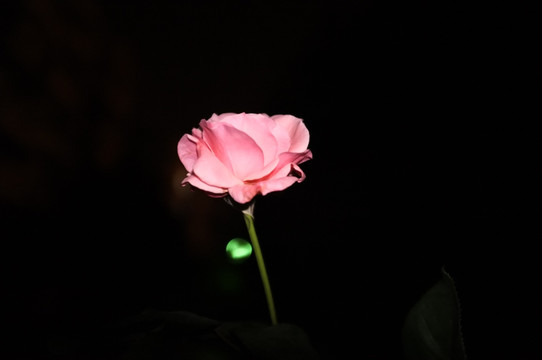 夜色 月季花 粉色