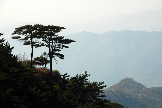 盘山 奇松 山脉 植被 秋景