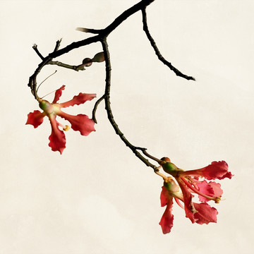 美人樹(shù)絲木棉