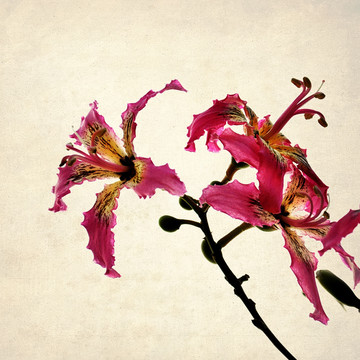 美人樹(shù) 絲木棉