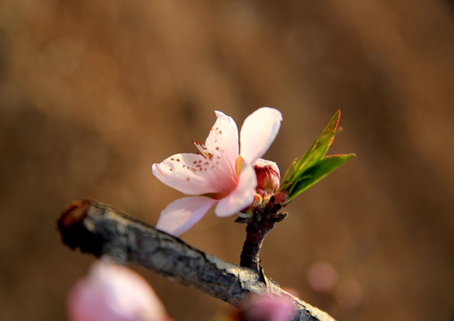 桃花