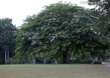 大树 榕树