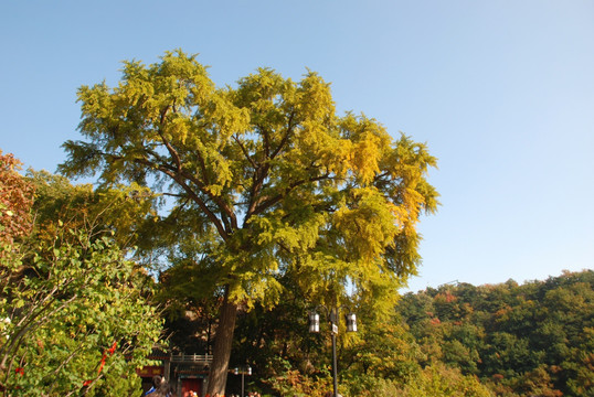 银杏树 树木 树林 秋景 植物