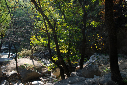 树木 树林 秋景 植物