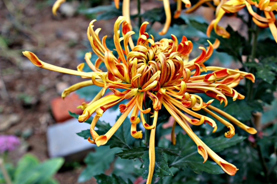 植物花卉 菊花