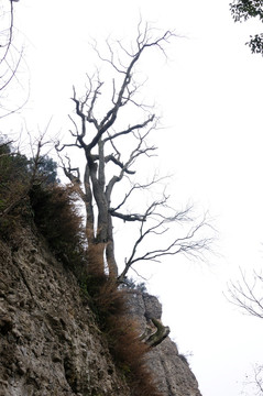 悬崖上的一颗树