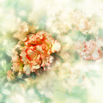 杜鵑花