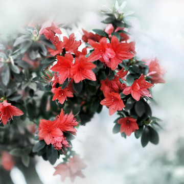 杜鵑花