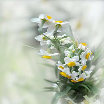 水仙花