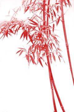 朱竹