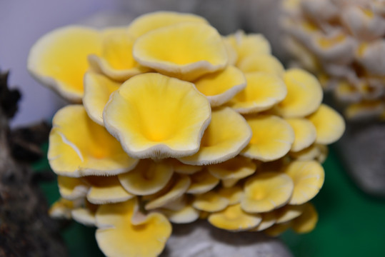 黄色蘑菇 生长的蘑菇 皇朝菇
