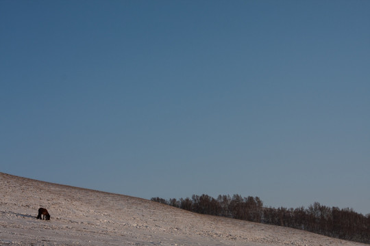 冬日雪原 一匹马 白桦林 蓝天