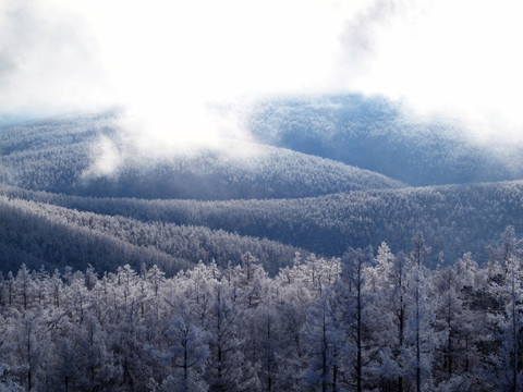 原始森林雪景