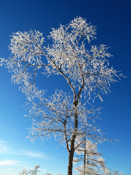 雪树梨花开