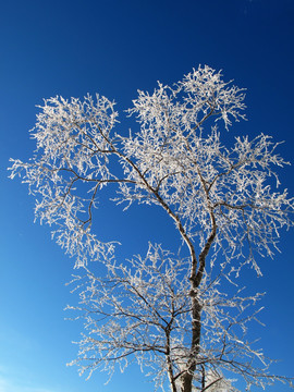 森林冬雪梨花开