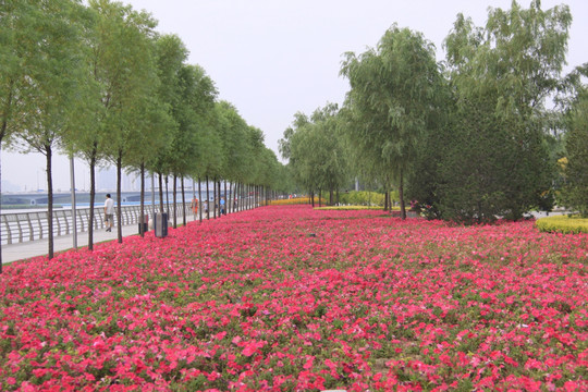 花海