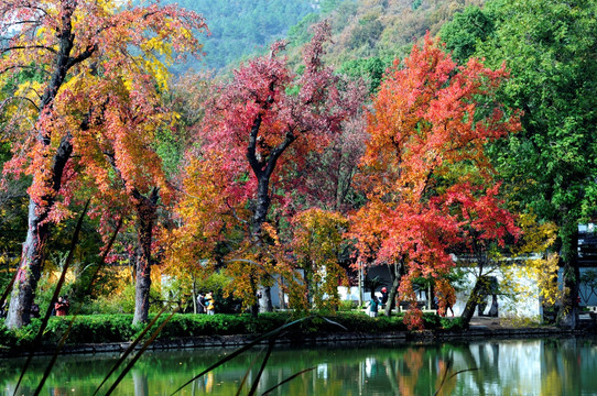 苏州天平山红叶