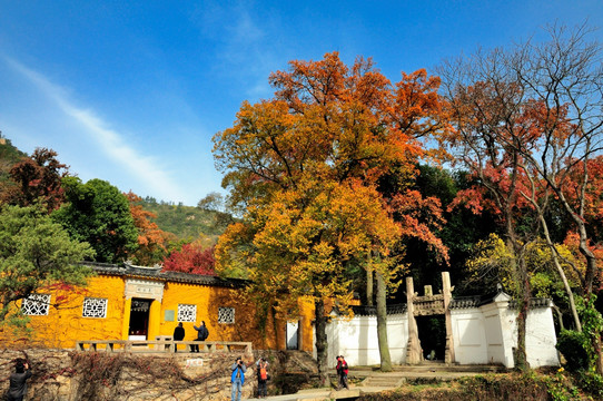 苏州天平山红叶