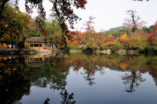 苏州天平山红叶