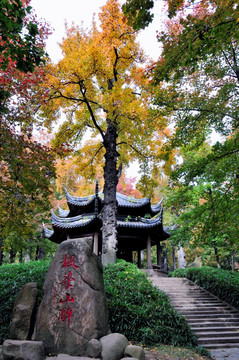 苏州天平山红叶