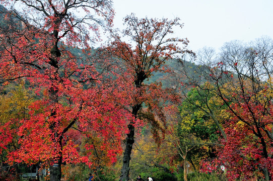 苏州天平山红叶