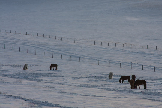 冬牧 马群 围栏