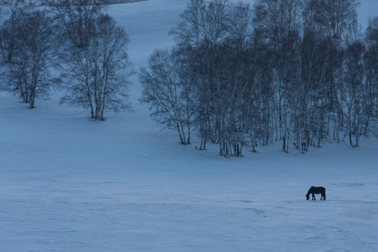 冬日雪原 一匹马 白桦林