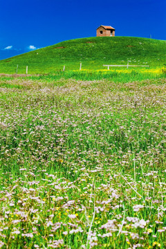 曠野的小屋