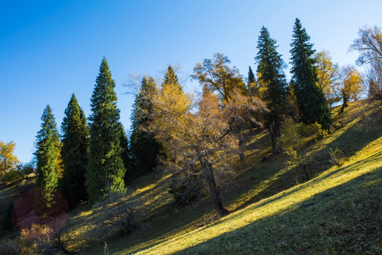 山坡 草地 树影