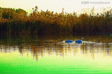 装饰画  湿地 天鹅