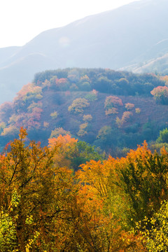 秋 山 野外