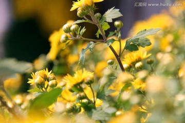 开封 菊花花会展