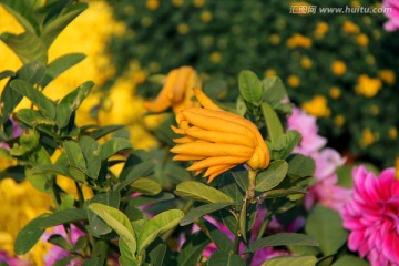 开封 菊花花会展佛手