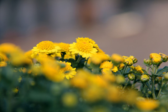 开封 菊花花会展