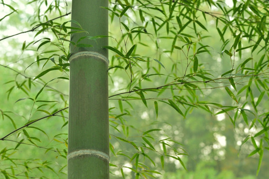 綠竹