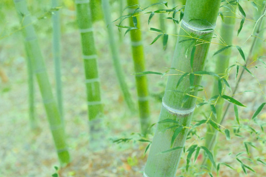 綠竹