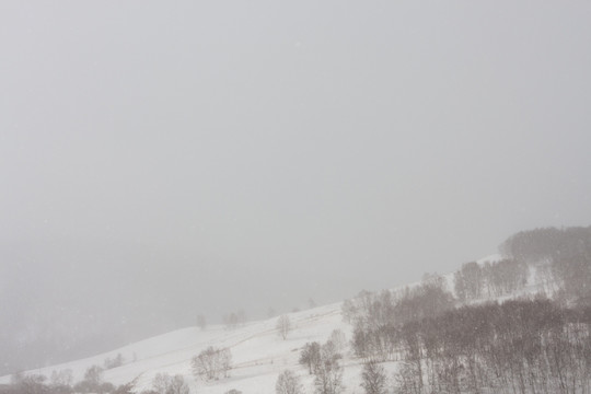 冬日雪原 暴风雪 下雪 树林