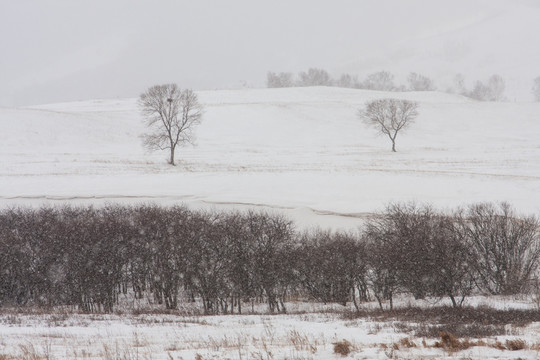 冬日雪原 暴风雪 下雪 树林