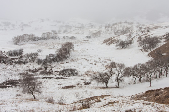 冬日雪原 暴风雪 下雪